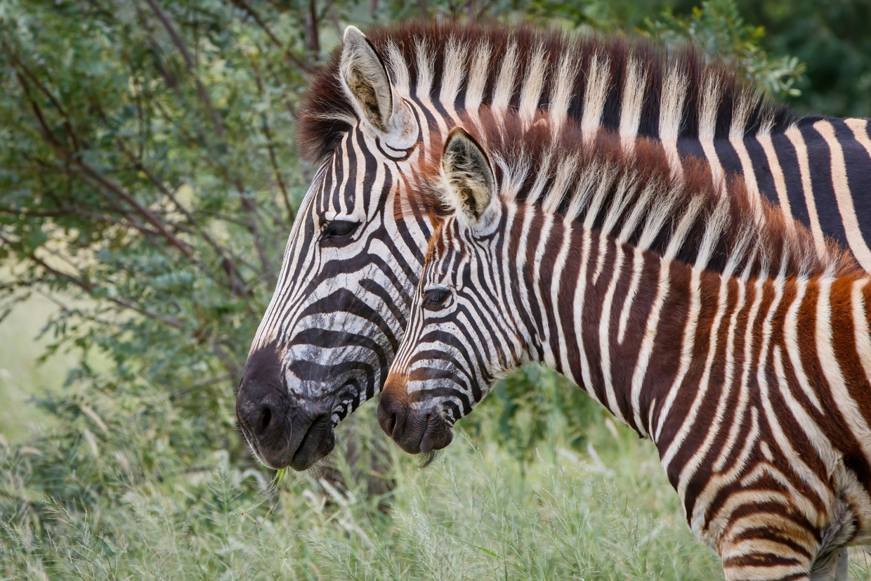Image showing zebra mom and calf in Kruger National Park on a safari with Gonana Travel
